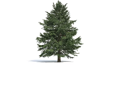 Isolated Evergreen Arbor With Lush Green Foliage And Strong Trunk On White Background 3d model