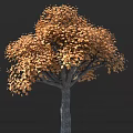 Tall Deciduous Tree With Lush Orange Autumn Leaves And Thick Brown Trunk