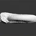 modern fossil chrysanthemum ancient fossil biological fossil 3d model
