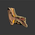 Detailed Human Ear Anatomical Structure Model Showing Internal Parts And Cochlea