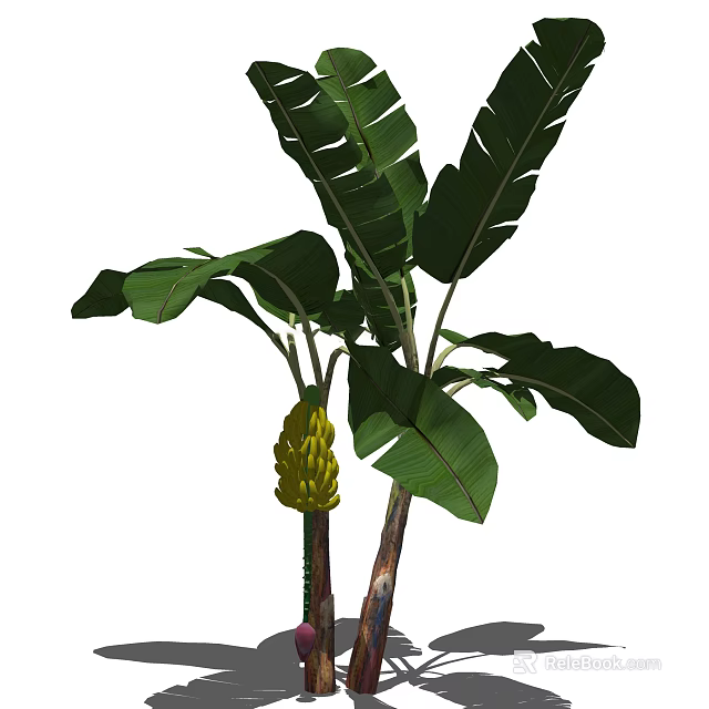 Tree with large green leaves and a bunch of yellow bananas 3d model 