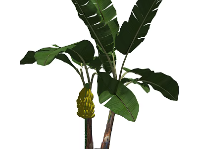 Tree with large green leaves and a bunch of yellow bananas 3d model