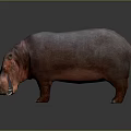 Hippopotamus 3D Model With Realistic Red Brown Skin Standing On Dark Surface
