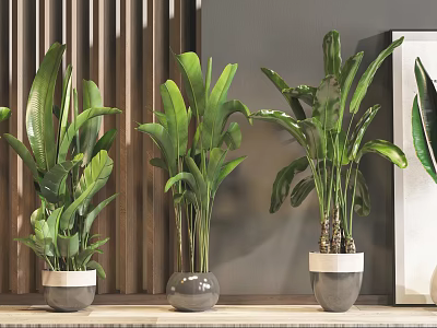 Three Indoor Potted Plants In Gray Ceramic Pots With Wooden Wall Background And Leaf Painting 3d model