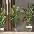 Three Indoor Potted Plants In Gray Ceramic Pots With Wooden Wall Background And Leaf Painting