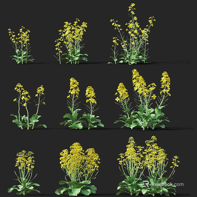 Rapeseed Flowers Growing In Agricultural Field With Yellow Blooms And Green Leaves 3d model 