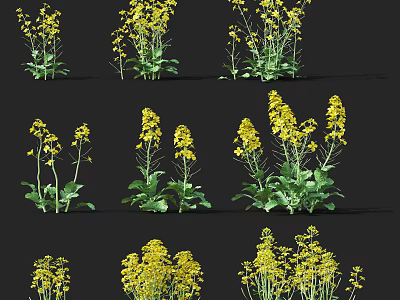 Rapeseed Flowers Growing In Agricultural Field With Yellow Blooms And Green Leaves 3d model