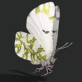 Realistic White Butterfly With Green Patterns On Wings Against Black Background 3d model