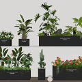 Different Types of Green Plants and Colorful Flowers in Black Planters Displayed on Shelves