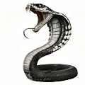 Striking Venomous Cobra Reptile Displaying Open Mouth And Coiled Scaled Body