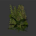 Three Different Green Plants With Hanging And Bushy Foliage On White Background