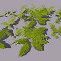 Clusters of Lush Green Ferns with Fresh Vibrant Foliage and Natural Plant Arrangement
