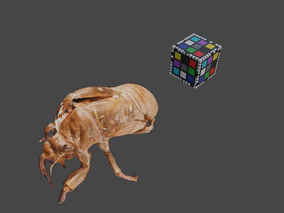 Closeup View Of Cicada Exuvia And Colorful Rubik's Cube On Gray Background 3d model