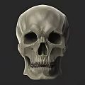 Human Skull 3D Model With Anatomical Details And White Render On Gray Background 3d model