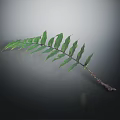 Lush Green Fern Leaf with Visible Veins and Branches Against Dark Background