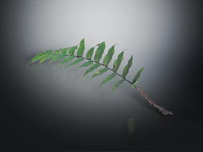 Lush Green Fern Leaf with Visible Veins and Branches Against Dark Background 3d model