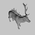 Brown Deer With Large Antlers Standing Against Black Background 3d model