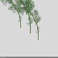 Green Bamboo Plants With Curved Stems And Lush Green Leaves
