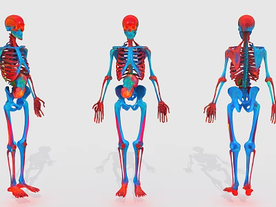 Human Skeleton Organ System Three Detailed Color Coded Anatomical Views 3d model Human Skeleton Organ System Three Detailed Color Coded Anatomical Views 3d model