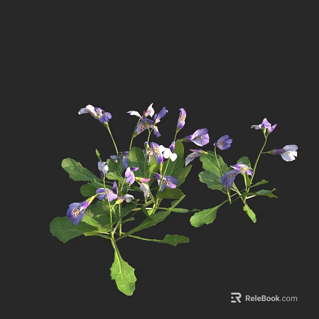 Purple and white small flowers with green leaves growing on black background 3d model 