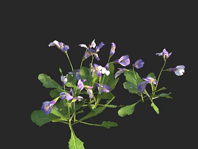 Purple and white small flowers with green leaves growing on black background 3d model