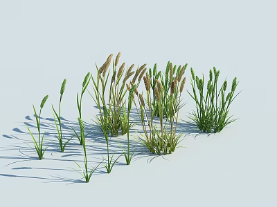 Herbaceous Plants With Green Foliage And Grassy Stems In Natural Arrangement 3d model