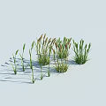 Herbaceous Plants With Green Foliage And Grassy Stems In Natural Arrangement