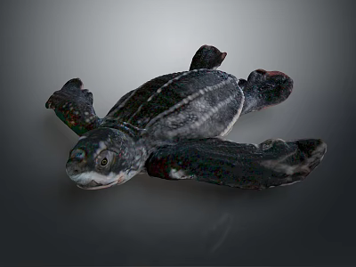 Baby Sea Turtle With Dark Shell And Flippers In Natural Marine Habitat 3d model