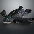 Baby Sea Turtle With Dark Shell And Flippers In Natural Marine Habitat