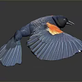 Vibrant Blue Bird With Orange Wing Feathers Spreading Wings On Reflective Surface 3d model