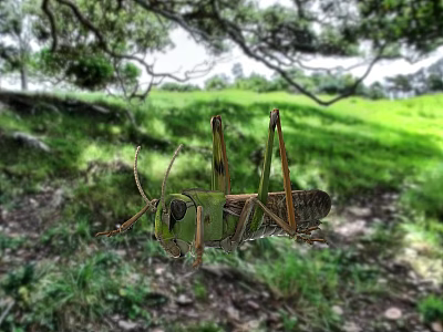 Green Lizard In Natural Habitat With Lush Green Grass And Trees 3d model