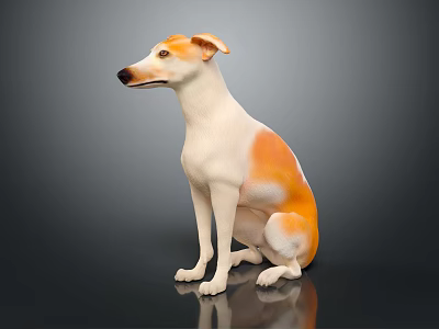 An orange and white dog sitting calmly on dark reflective surface with relaxed posture 3d model