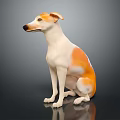 An orange and white dog sitting calmly on dark reflective surface with relaxed posture