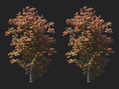 Two Autumn Arbor Trees With Orange And Green Foliage In Symmetrical 3d model