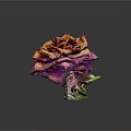 Dried Rose with Orange and Purple Hues on Black Background with Reflection