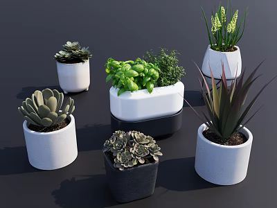 Various Stylish Potted Plants With Succulents Herbs Greenery And Modern White Black Pots 3d model