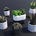 Various Stylish Potted Plants With Succulents Herbs Greenery And Modern White Black Pots