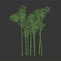 Healthy Lush Green Bamboo Plants With Multiple Tall Stalks And Dense Foliage