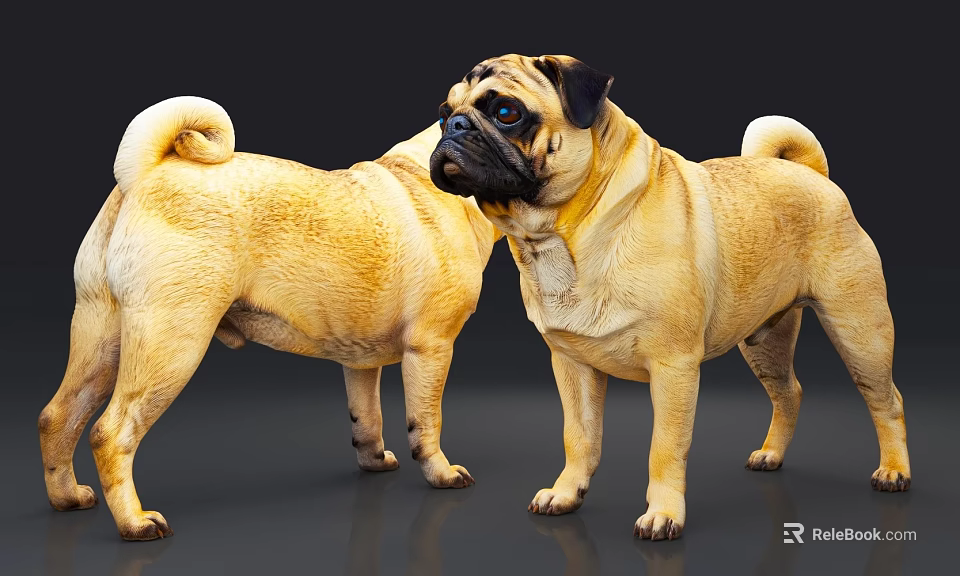 Two Fawn Colored Pugs Standing With Curled Tails And Expressive Faces 3d model 