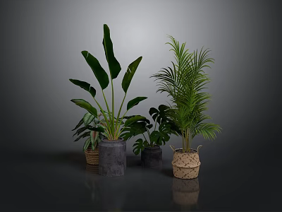 Indoor Plant Arrangement With Large Leaf And Palm Plants In Woven And Concrete Planters 3d model
