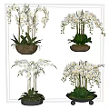 Bonsai Potted Plants With White Orchids And Green Leaves In Decorative Pots