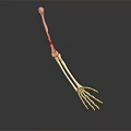 Detailed Educational Anatomical Arm Skeleton Model on Dark Background with Reflection