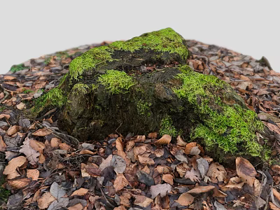 Stone and Wooden Log Covered with Green Moss Surrounded by Brown Fallen Leaves 3d model