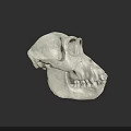 White Skull 3D Model with Detailed Anatomical Structure on Black Background