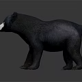 Realistic Black Bear 3D Model With Black Fur White Face And Chest Patch 3d model