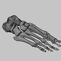 Detailed Human Foot Skeletal Anatomical Model Structure On Dark Background 3d model