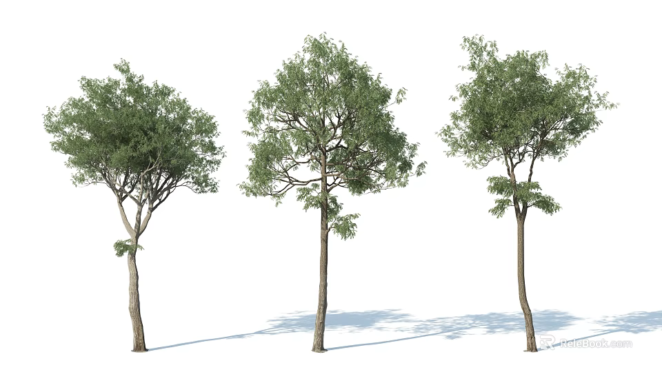 Three Arbor Trees With Straight Trunks And Various Canopy Shapes On White Background With Shadows 3d model