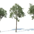 Three Arbor Trees With Straight Trunks And Various Canopy Shapes On White Background With Shadows 3d model