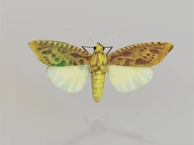 Moth With Yellow Body And Brown Green Spotted Translucent Wings On Gray Background 3d model