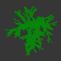 Shrub with Lush Green Foliage and Slender Branches Ideal for Garden Landscaping